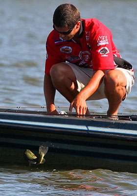 The fish didnât reach the minimum length requirement, and Lasher releases it into the Arkansas River.