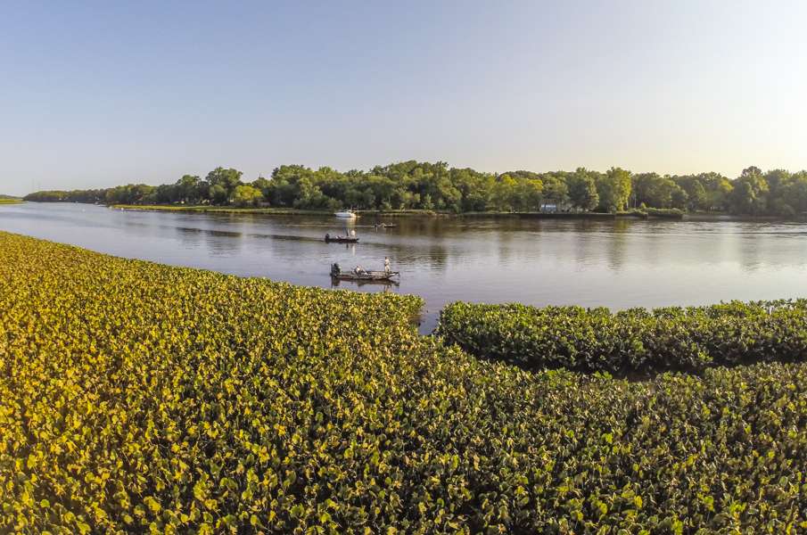 Vast field of vegetation line certain stretches of the Delaware River. 