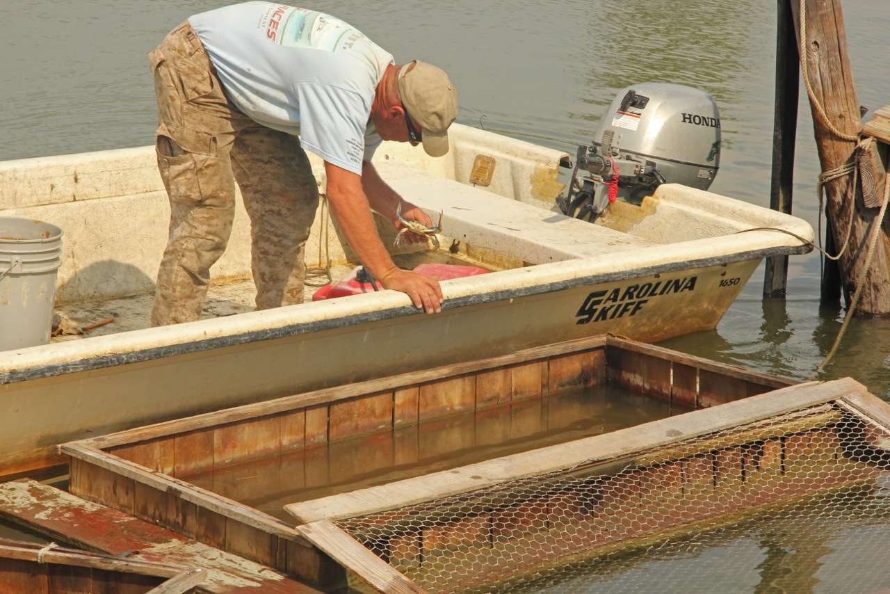 Neighbor and close friend Wesley is a full-time man of the sea â heâs grading crabs in this photo based on shell color â deciding which are near molting to be ready for ideal eating â and which need a few days to soften-up in his float basket.  