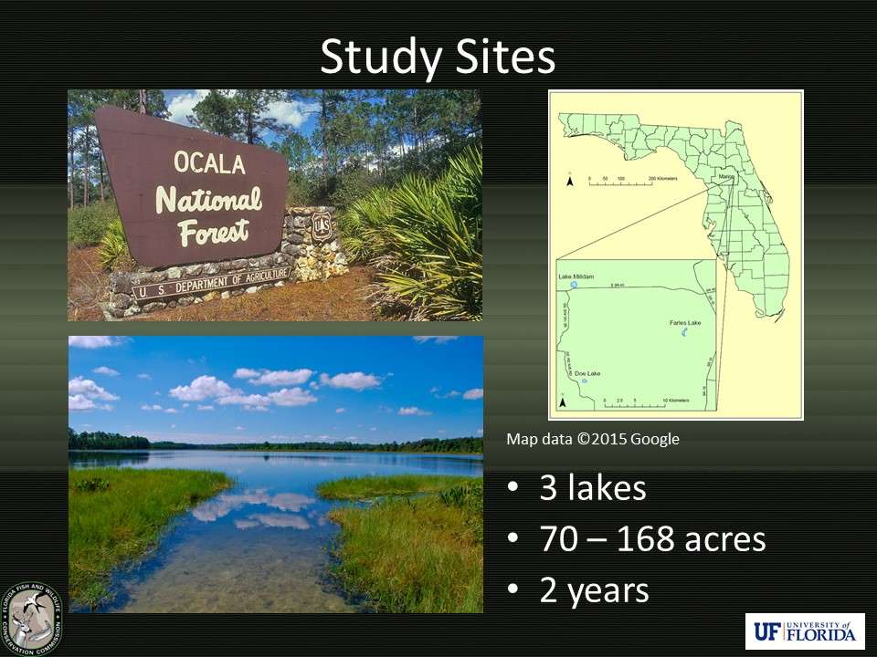 FWC researchers snorkeled three natural lakes and located bass nests, each of which was randomly assigned to one of the three test groups (undisturbed, catch and immediate release, or catch and hold).