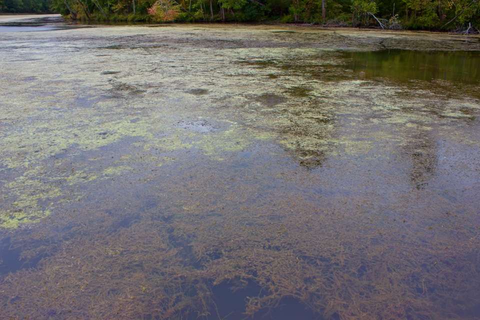 A mix of hydrilla and âcheeseâ produced almost all of the bites on Sunday.